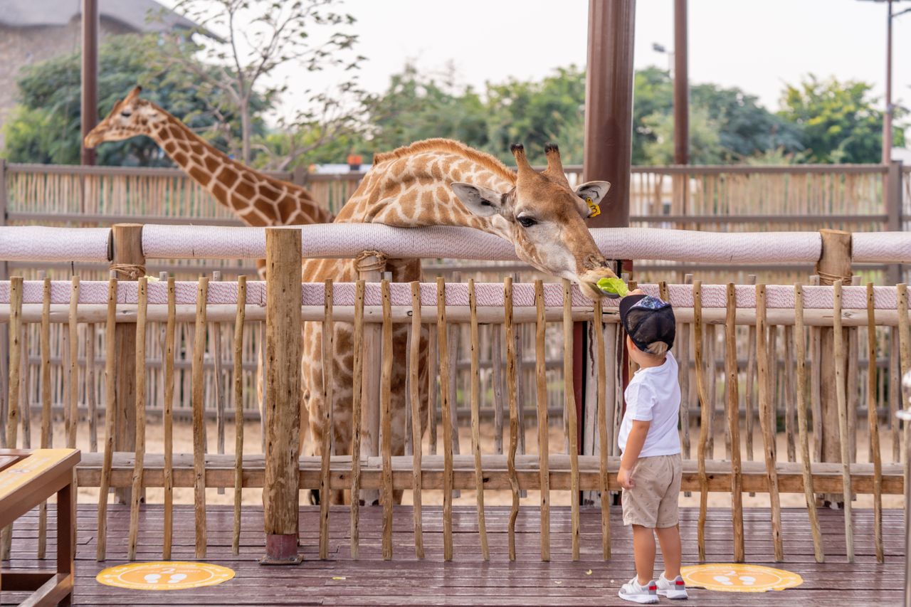 A young child feeds a giraffe at a zoo in Dubai, providing an interactive wildlife encounter in an outdoor setting.