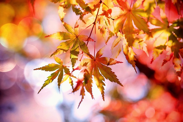 maple, fall, multicoloured, nature, bokeh, leaves, autumn leaves, plant, maple foliage, autumn colors, autumn, autumn leaves, autumn, autumn, autumn, autumn, autumn